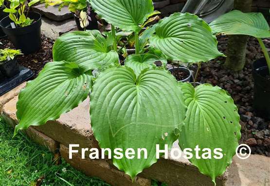 Hosta Earthquake